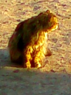 Featured image of post Котик